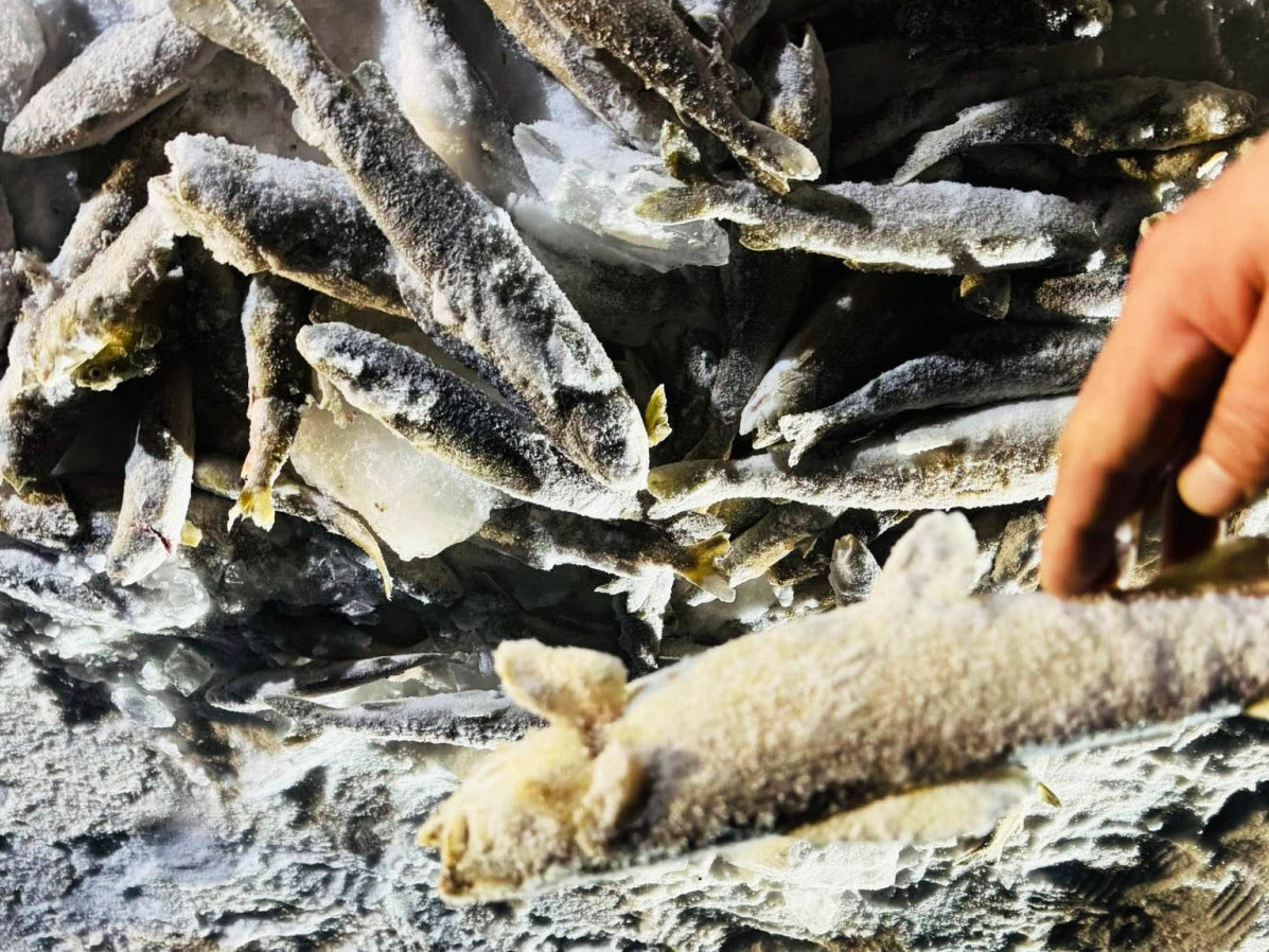 Завханы сахалт эрээлж, монгол хадран загаснуудыг Чигэстэйн гол руу шилжүүлжээ